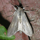10191 Rabbitbush Cucullia - Cucullia laetifica