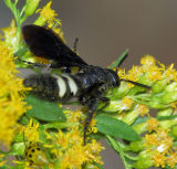 Double-banded Scoliid Wasp