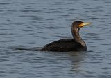 Double-crested Cormorant