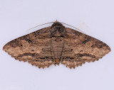 8689 Lunate Zale - Zale lunata