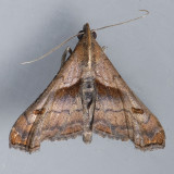 8397  Dark-spotted Palthis - Palthis angulalis