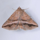 8651 Detracted Owlet - Lesmone detrahens