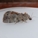 8864 Woody Underwing - Catocala grynea