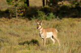 Pronghorn Antelope