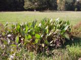 Thalia dealbata