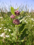 Asclepias syriaca
