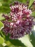 Asclepias syriaca