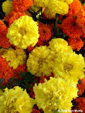 Marigolds