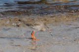 Redshank ssp robusta, St Agnes