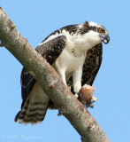 Osprey fledgling