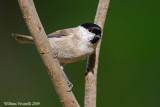 Cincia bigia (Parus palustris)