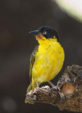 Baglafecht Weaver Nyiru species Dec-2007 Mt Nyiru d8822.jpg