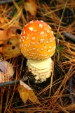 Fall Mushroom