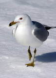 Walk in the Snow