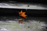 DSC_0030.jpg
