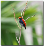 Scarlet-backed Flowerpecker