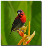 Crimson Sunbird