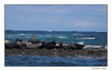 Farne Seals (055)