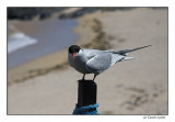 Artic Tern (087)