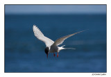 Artic Tern (0110)