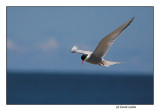 Artic Tern (0114)