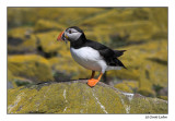 Puffin (0189)