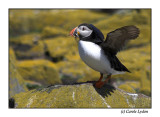 Puffin (0191)