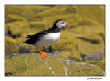 Puffin (0192)