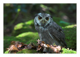 Scop Owl (028)