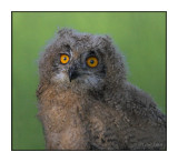 Young Owl(0529)