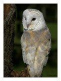 Barn Owl.jpg