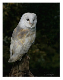 Barn Owl 3.jpg