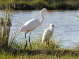 112 Cattle Egret.jpg