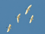 122 Little Egrets.jpg