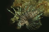 Red Lionfish