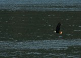 Bald Eagle on the Water