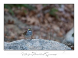 24Nov2008 White-Throated Sparrow 23786.jpg