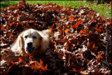 2009Nov07 Dog in the Leaves 4841