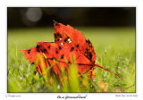 15Oct06 Fall Leaf color - 14037