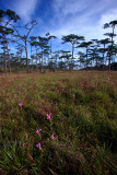 Phu Soi Dao NT 08NT2321.jpg