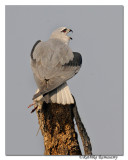 Black-winged Kite(Elanus caeruleus)_DD35983