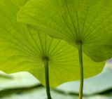 Lotus Leaves