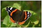 Red Admiral - Admiral