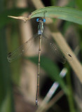 Slender Spreadwing - Lestes rectangularis