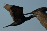 Neotropic Cormorant