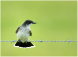 Eastern Kingbird