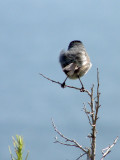 california gnatcatcher