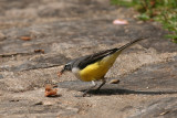 Madagascar Wagtail