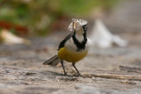 Madagascar Wagtail