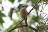 Bushchat